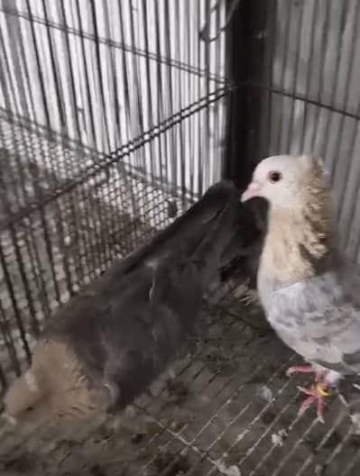 Breader pair for Sale
