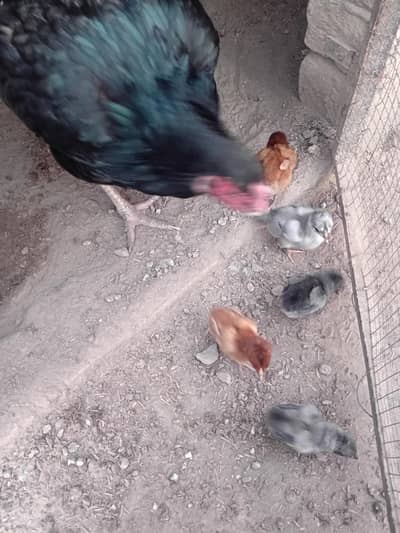 aseel mianwali 5 chicks available 3 days age