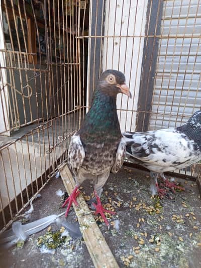 pigeon