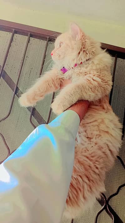 persion  cat triple coat  03262647507 whats ap or call