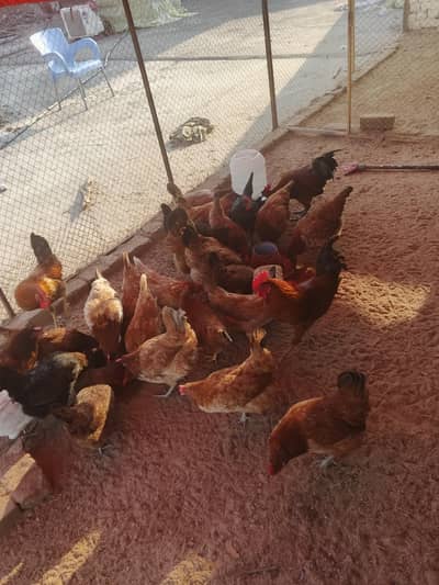 desi golden misrimurgi aur murghe for cell