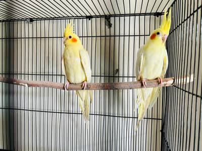 Commonwhite/lutino cocktail adult pair