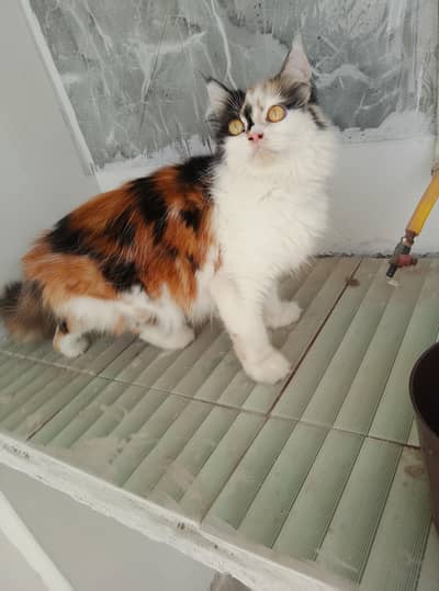 calico female