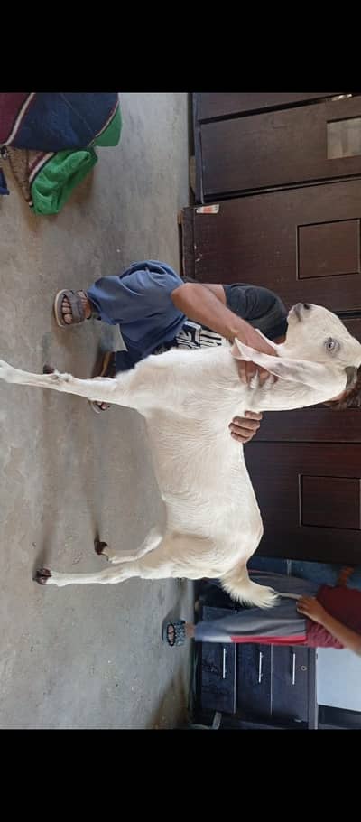 bakri