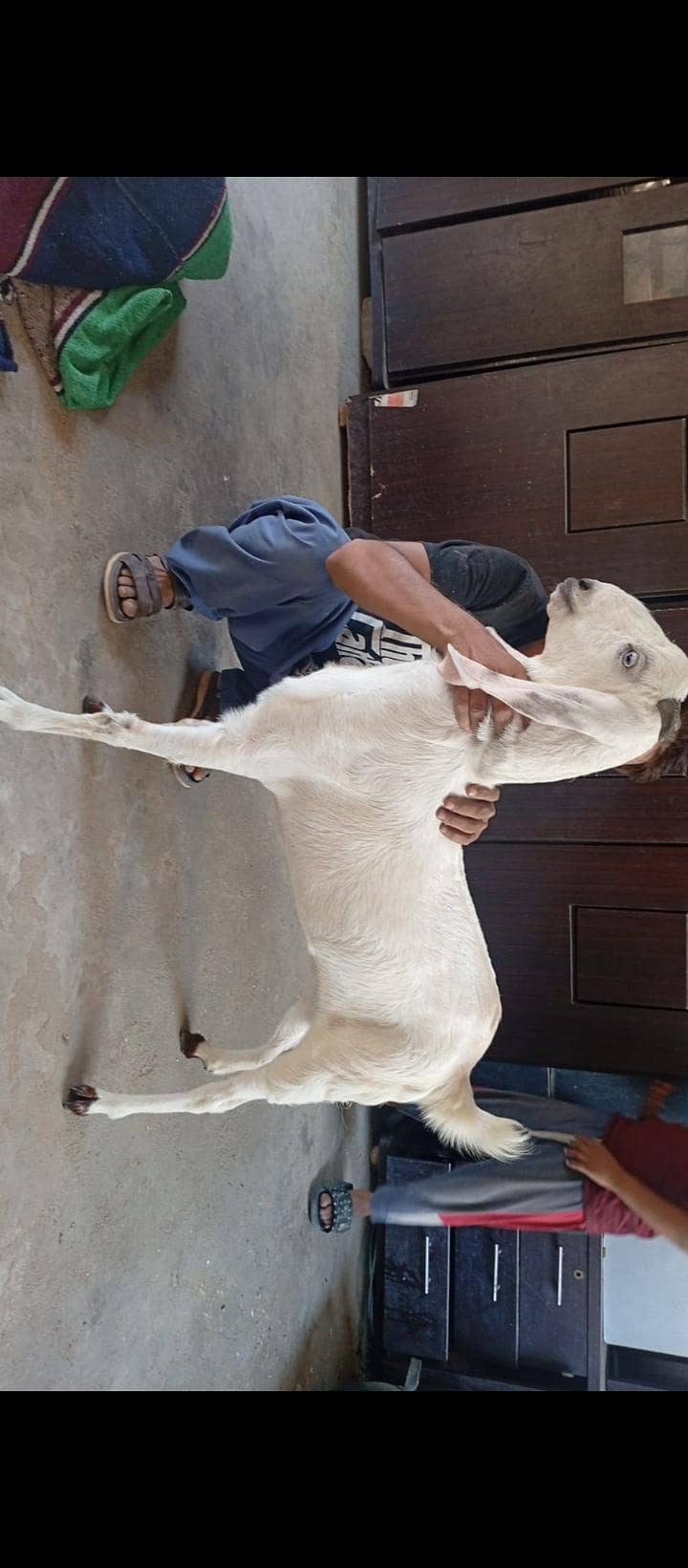 bakri 0