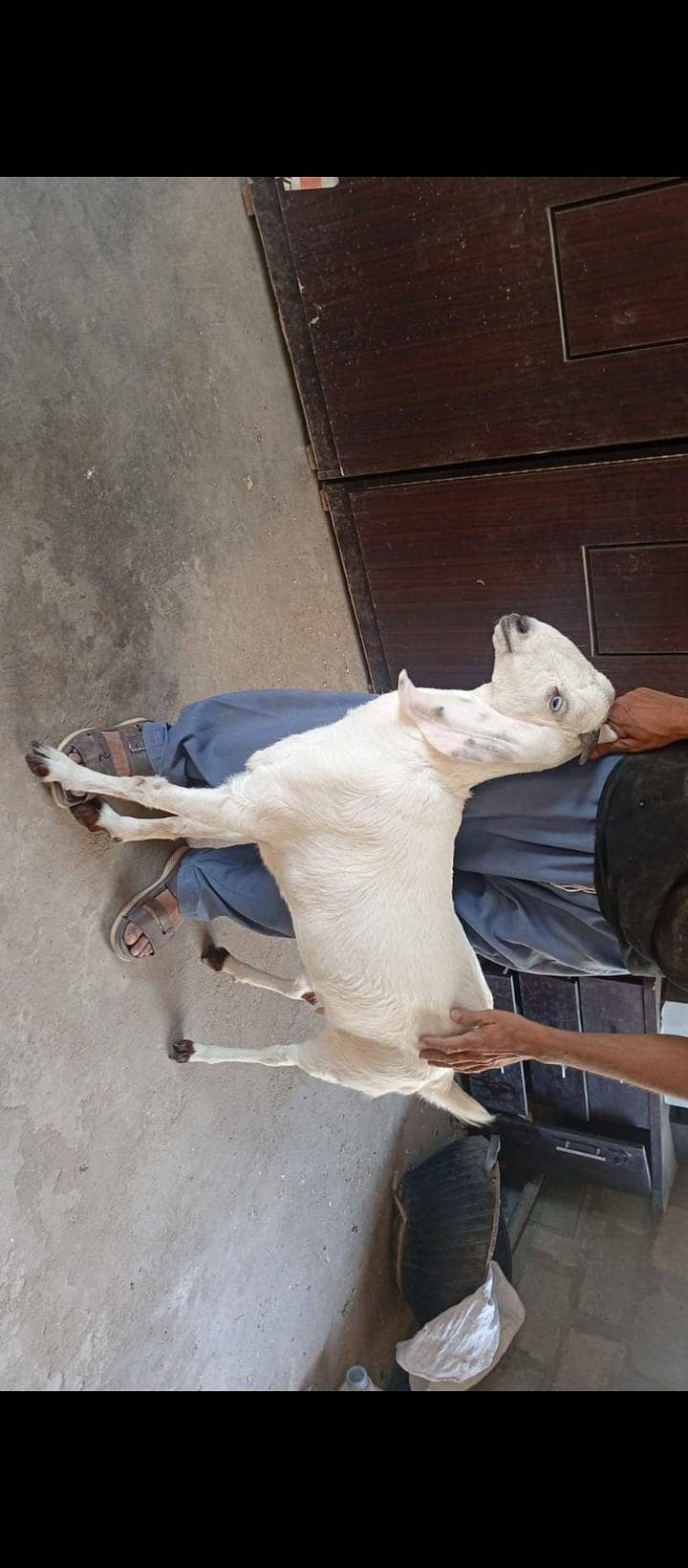 bakri 2