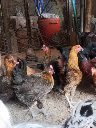 Golden Misri Desi starter hens | pathian | Desi murgia