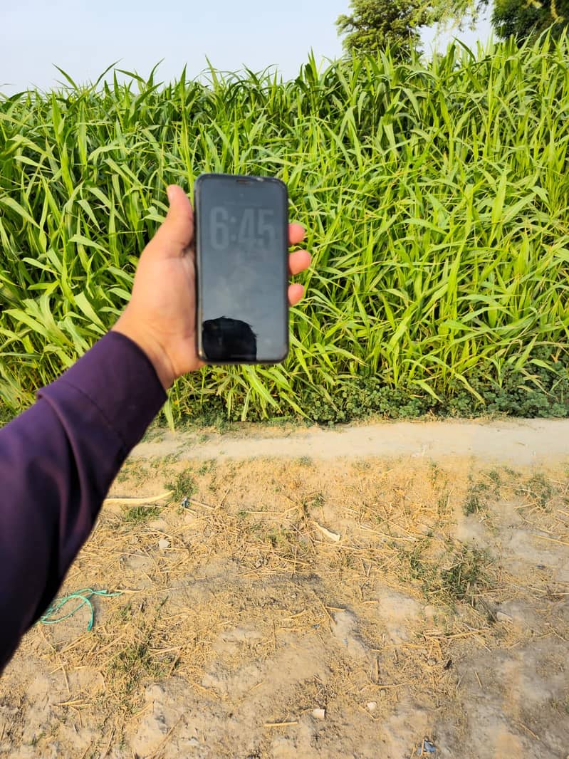 Apple iPhone 11 2