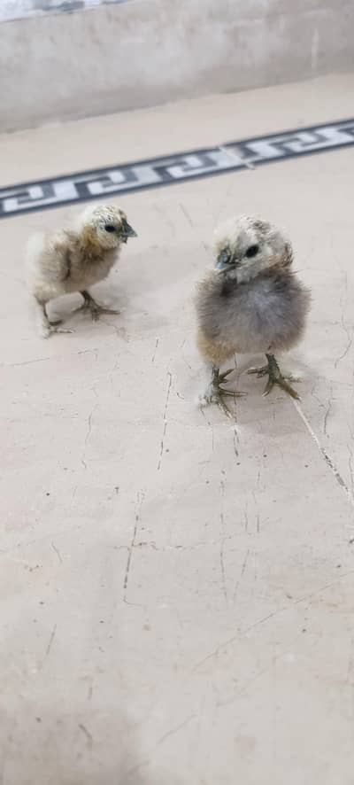 Silkie chicks and breeders