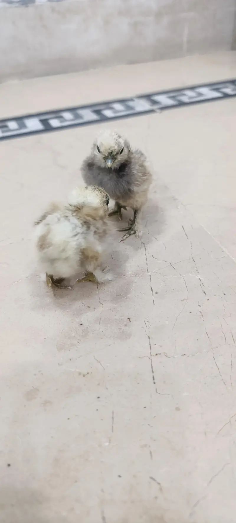 Silkie chicks and breeders — photo 2