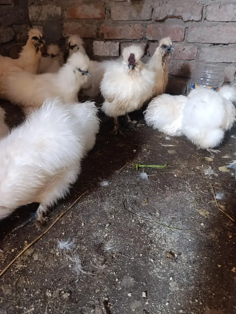 Silkie chicks and breeders — photo 5