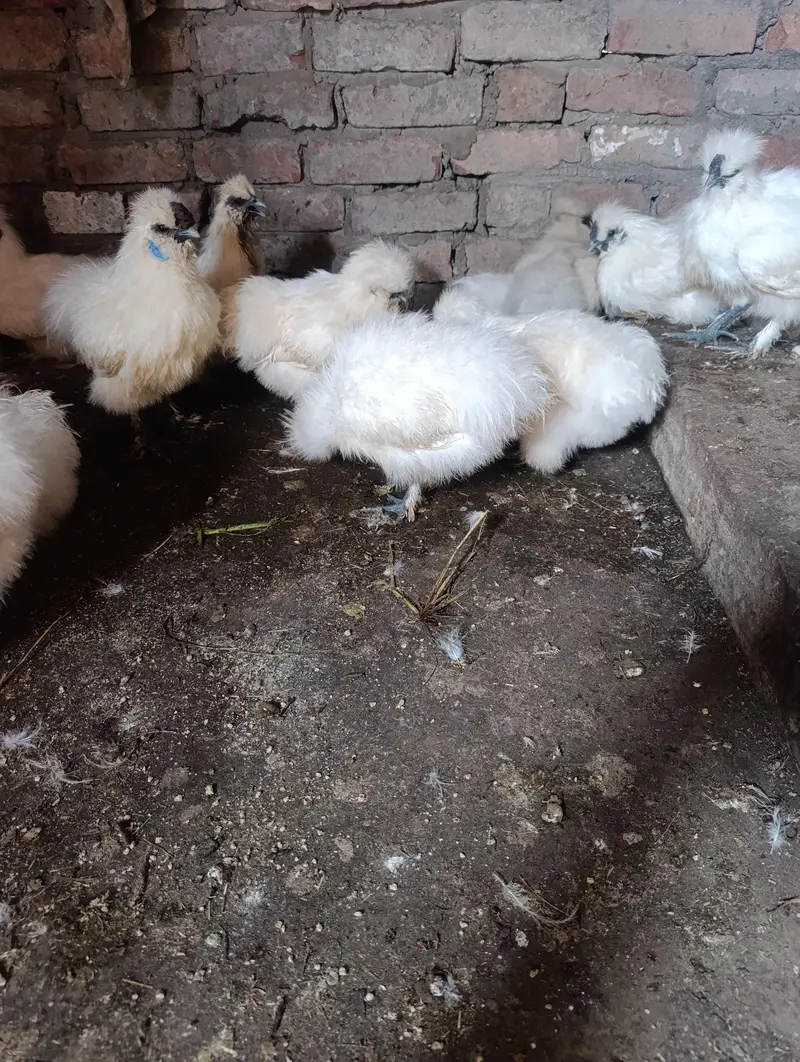 Silkie chicks and breeders — photo 6