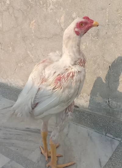 Heera Aseel Pathay