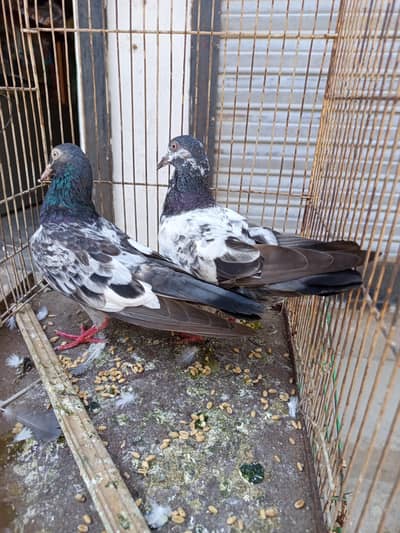 lathay pigeon