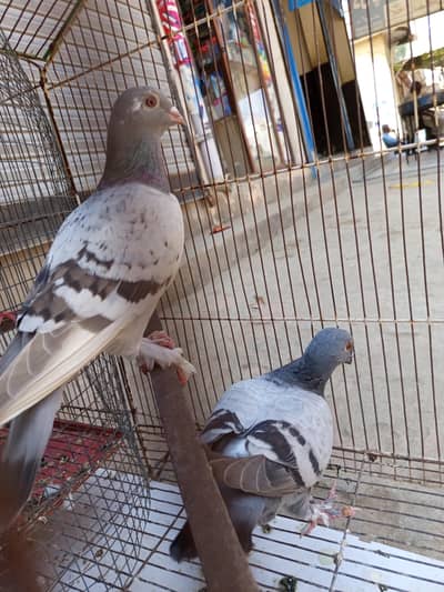 lathay pigeon