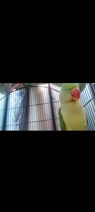 lovely green parrot