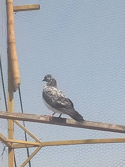 Baby Peigons forsale(contact on my WhatsApp number (03705933305))