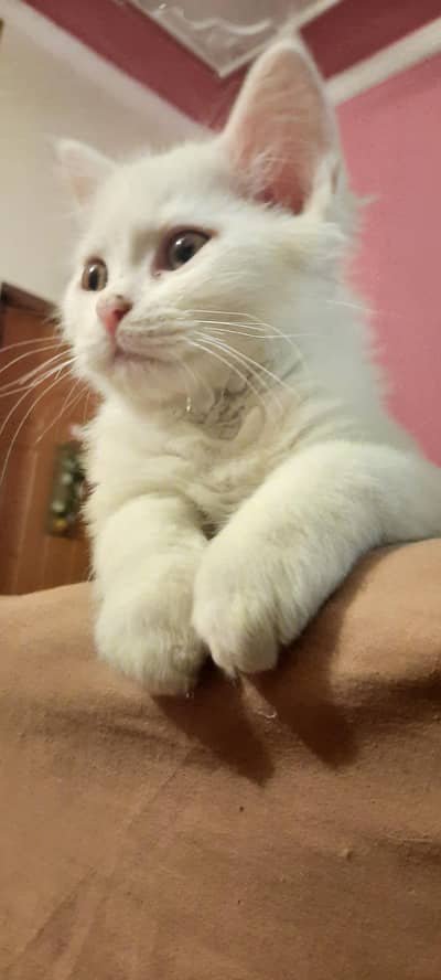 pure white persian cat