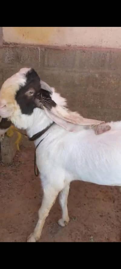 gulabi Bakra for sale