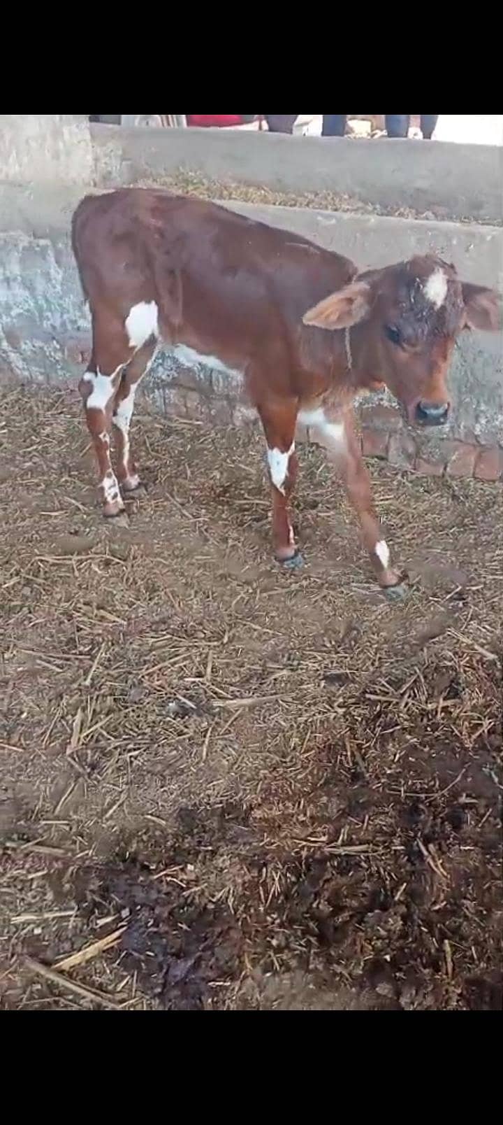 سوا گائے فار سیل 0