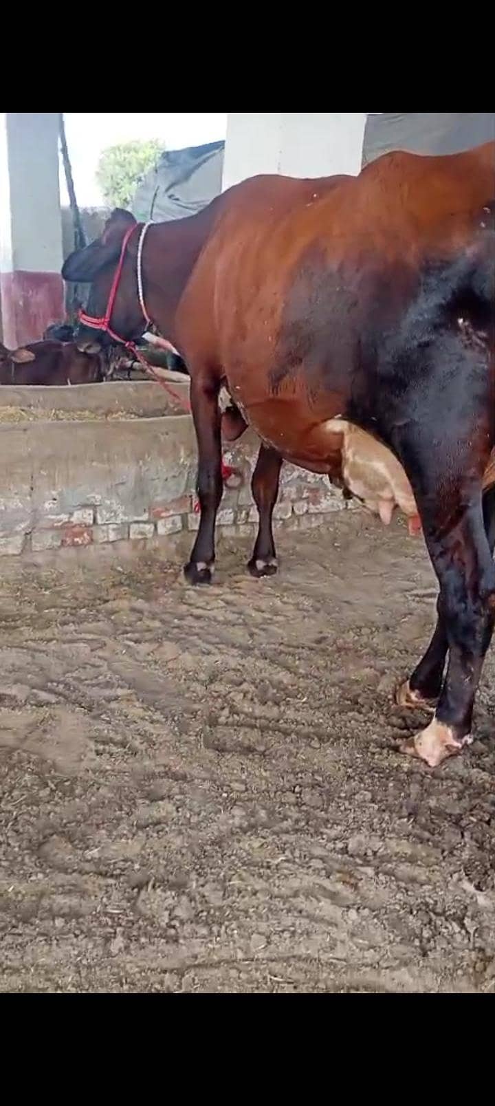 سوا گائے فار سیل 2