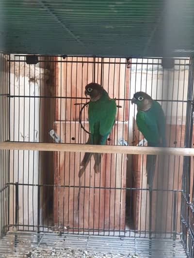 Blue Turquoise Conure BFBC Pair