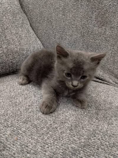 cat kids for sale