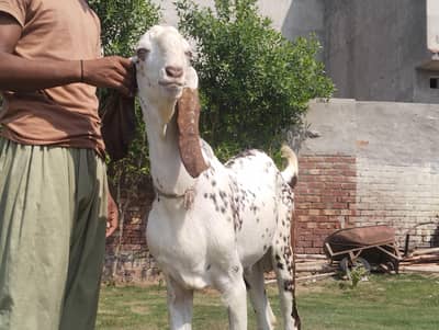 bakra han bakria for sale