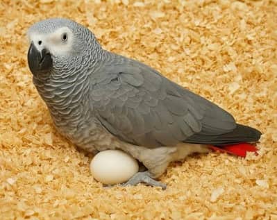 African grey Female breeder layed 2 eggs recently