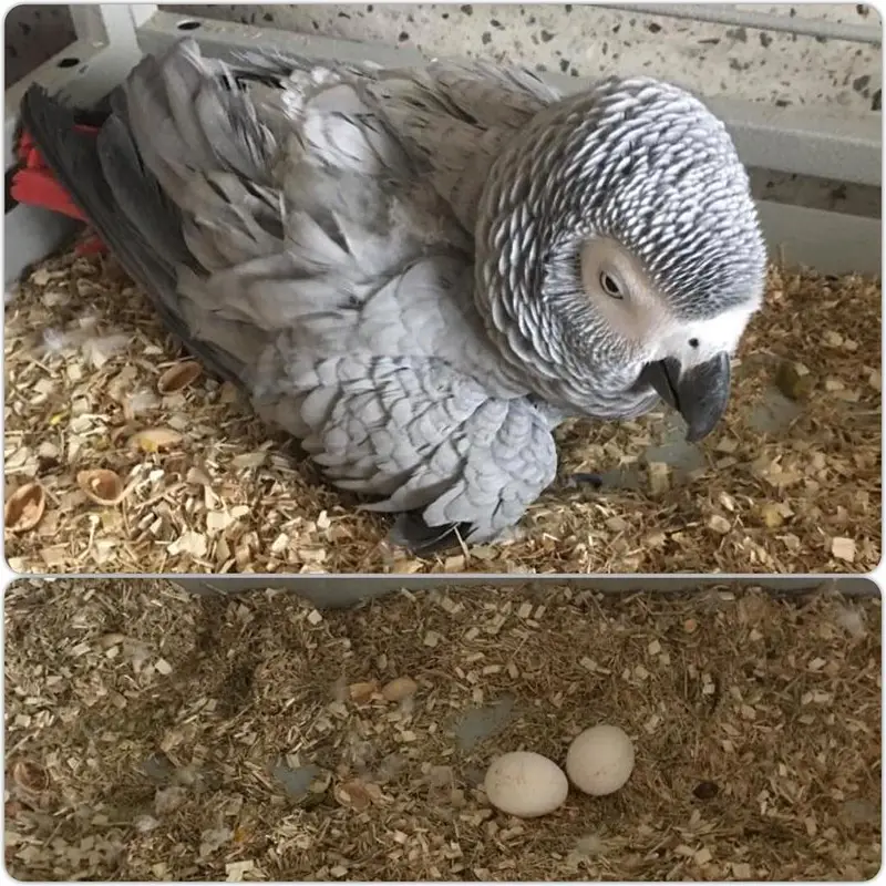 African grey Female breeder layed 2 eggs recently — photo 2