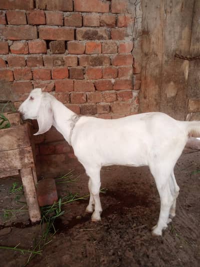 mashallah gulabi female