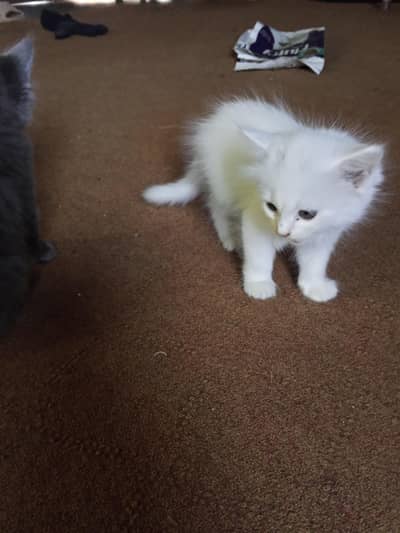 American cats babys