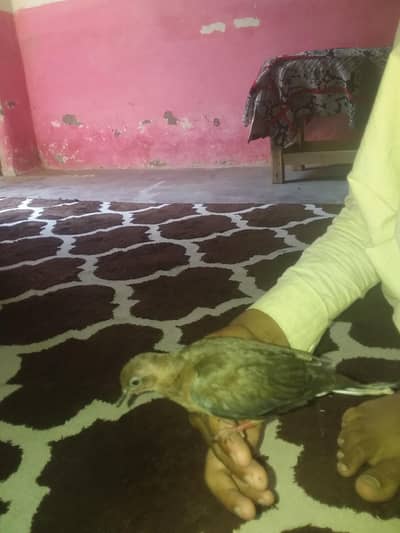Waziristan says this is chota fakhta and it's other name is dove