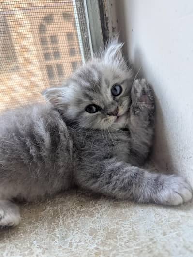 White and gray colour Persian kittens