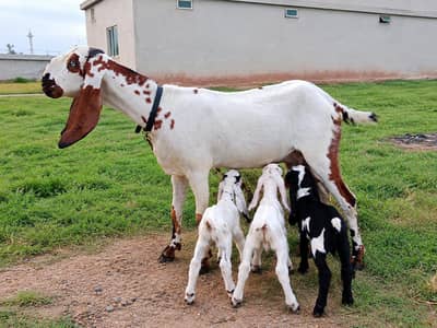 sahiwali beetal goat jora bachon k sath