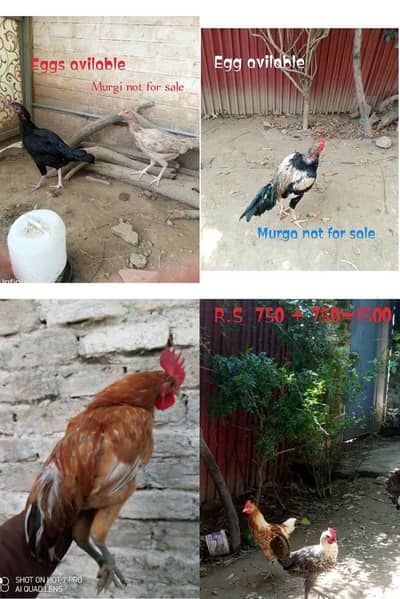 Desi murga,Aseel eggs