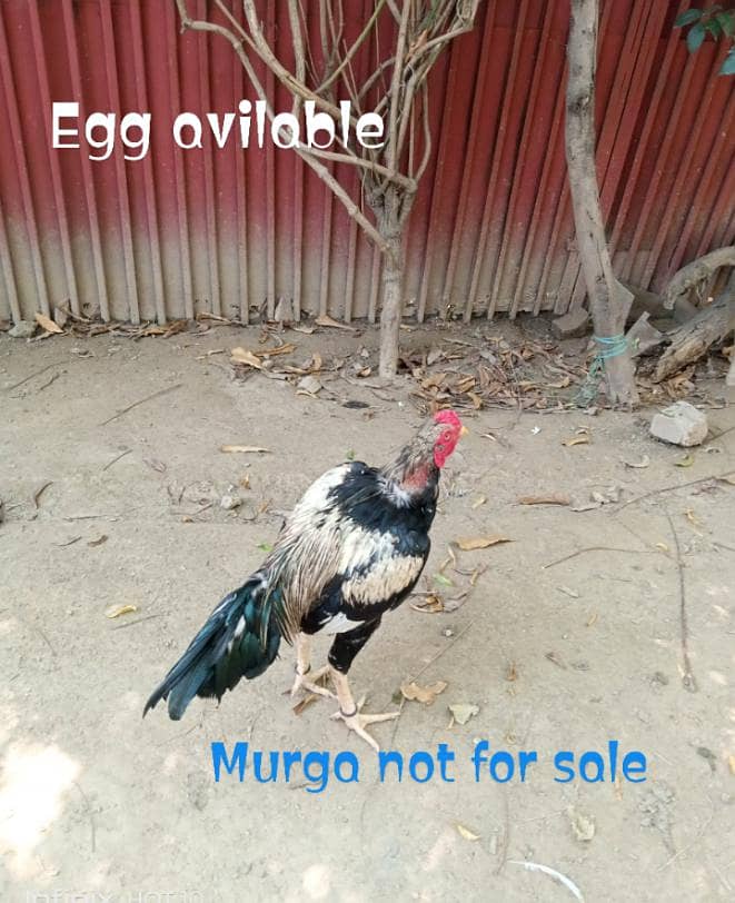 ,Aseel eggs 0