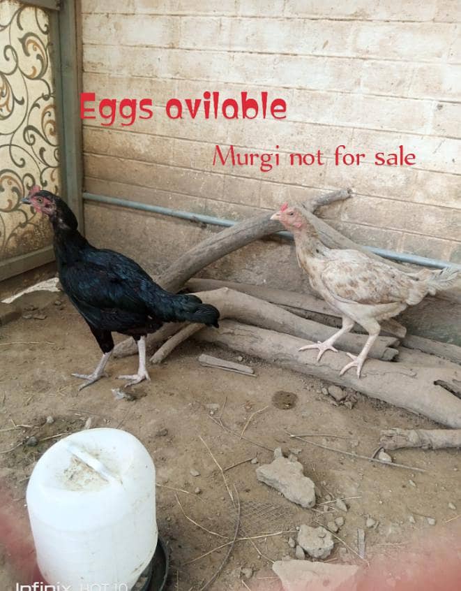 ,Aseel eggs 1