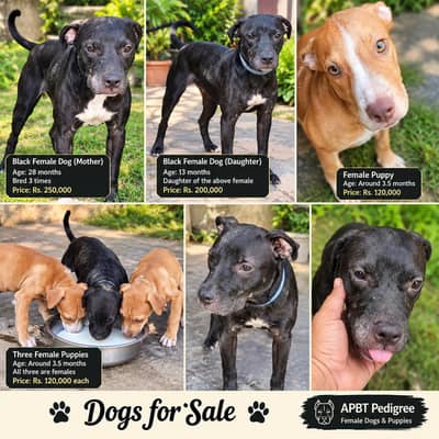APBT Pedigree Females & Puppies for Sale