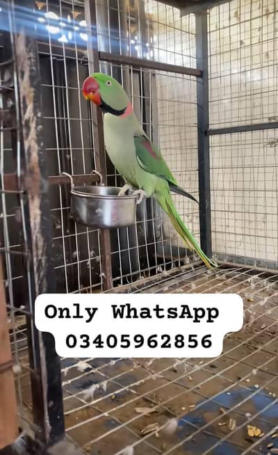 Kashmir raw paroot for sale