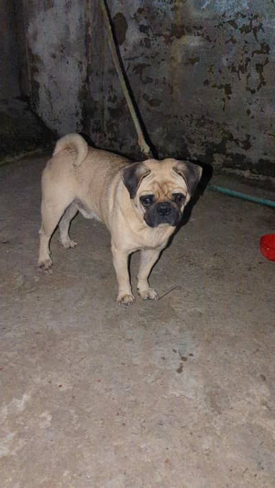 Pug Dog Male