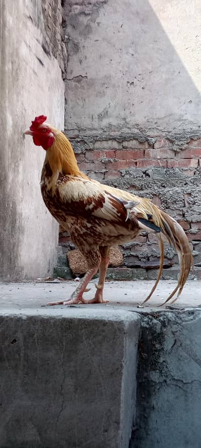 “Aseel Sindhi Male Murgha – 2 Years”
