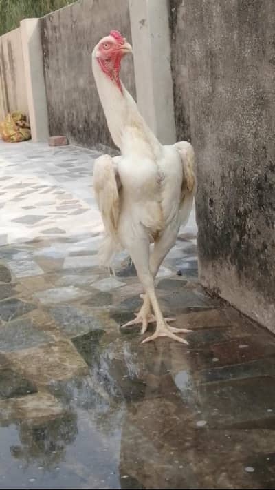 kig size o shamo male oh shamo for sale