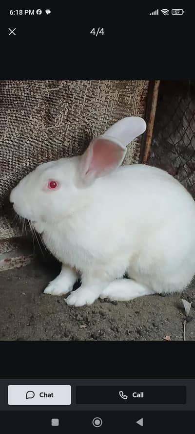 Newszealand Rabbit