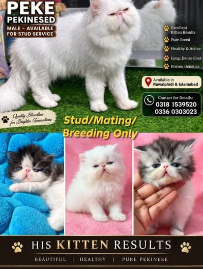 Peke Piki Peki Face Persian Male Cat From Imported CFA Reg. bloodline