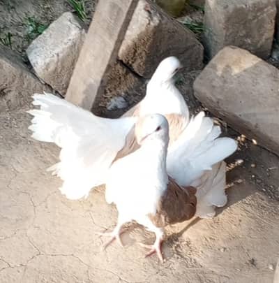 Beautiful Fantail Breeder Pair for sale