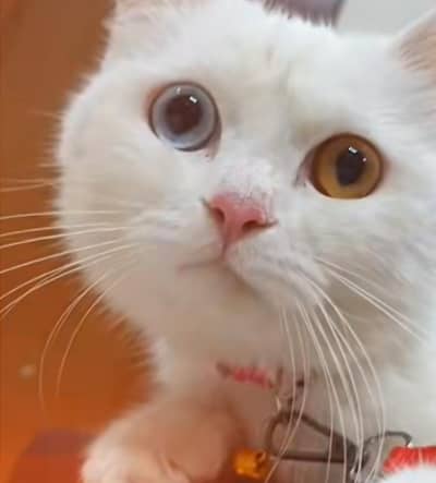 original cat . different eyes colour