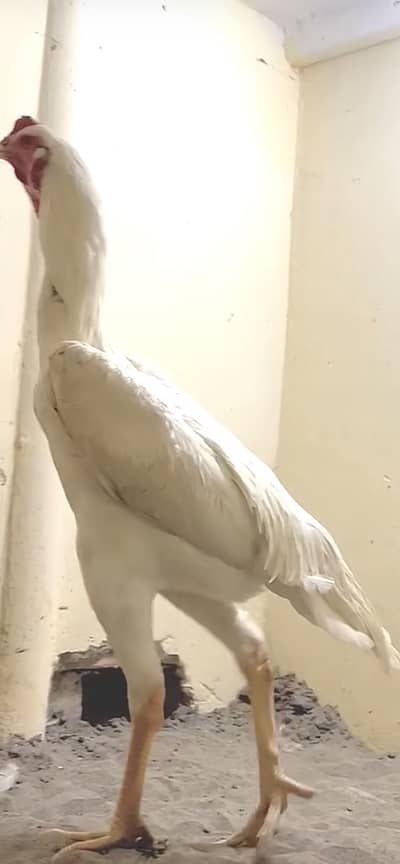 A+ Quality white shamooo male