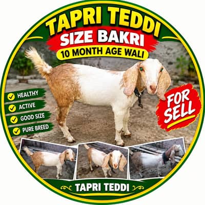 Tapri Bakri Teddi 10 month umar hai iski
