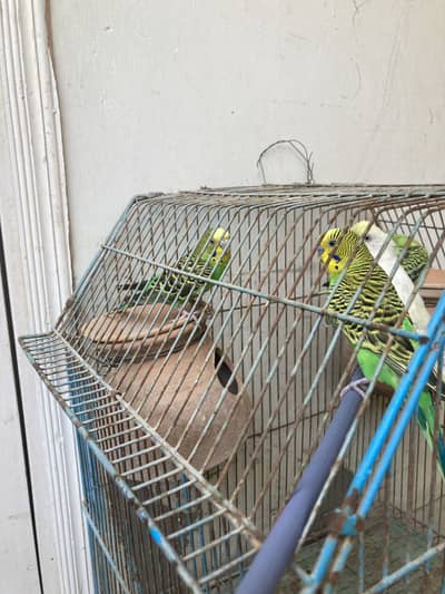 Beautiful parrots And very cute